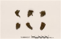 藏品(珠苔屬)的圖片